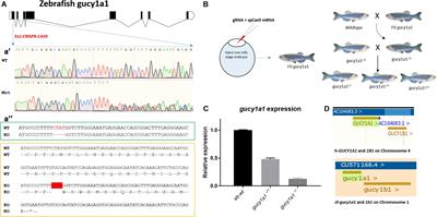 sGC Activity and Regulation of Blood Flow in a Zebrafish Model System